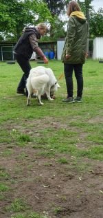 Nasenarbeit mit den Welpen und Junghunden 2019